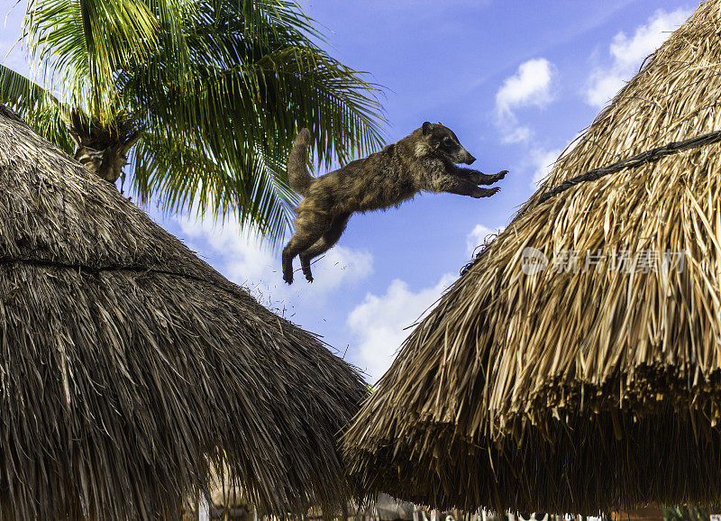 长鼻浣熊在稻草屋顶间跳跃
