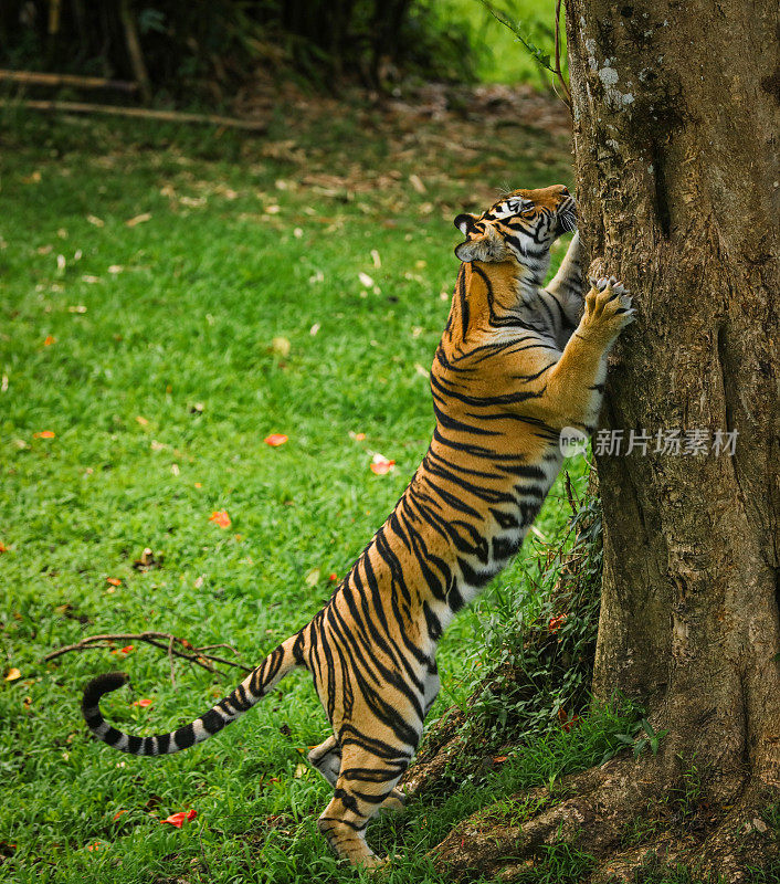 小老虎在草地上玩耍