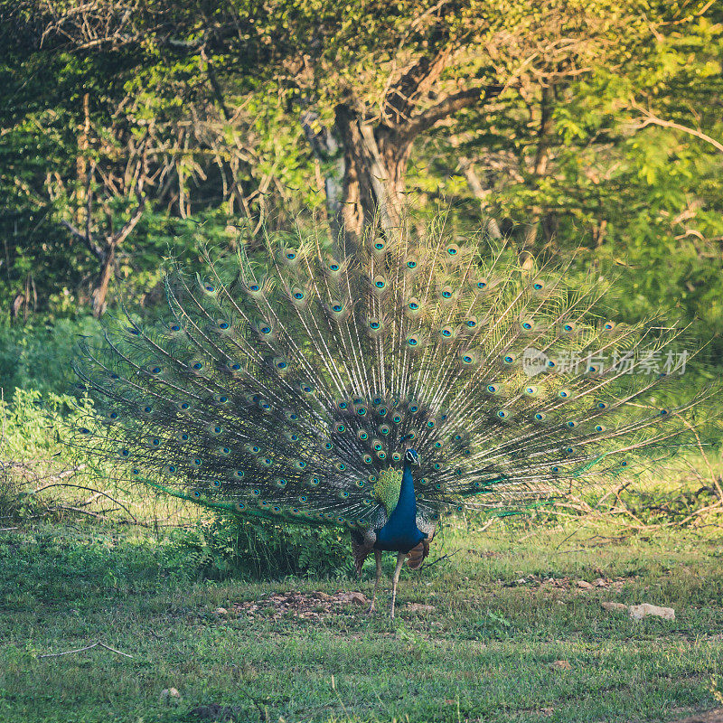 绿色背景的雄性孔雀，羽毛蓝色的鸟。印度野生孔雀。