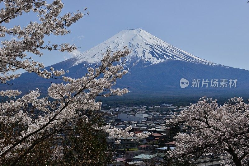 樱花盛开的富士山，取自富士吉田市