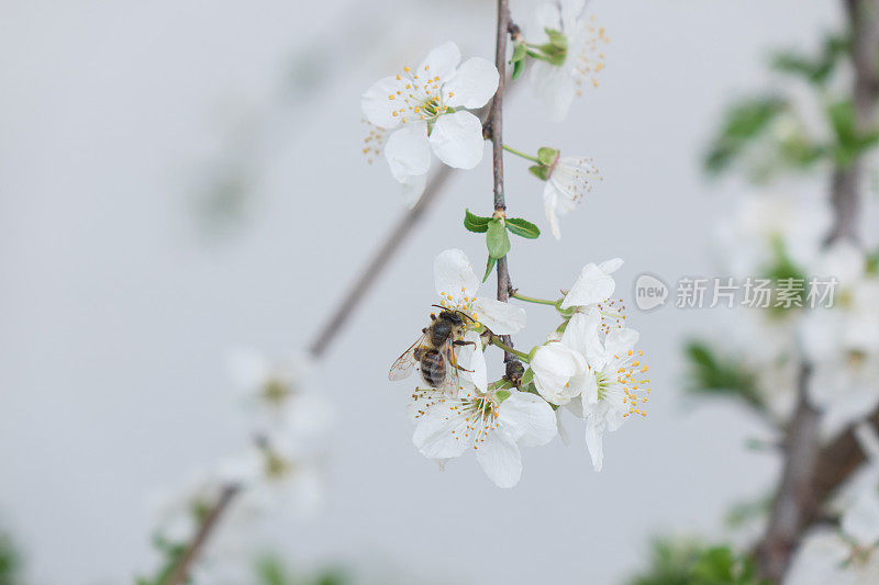 白底梅花上的蜜蜂