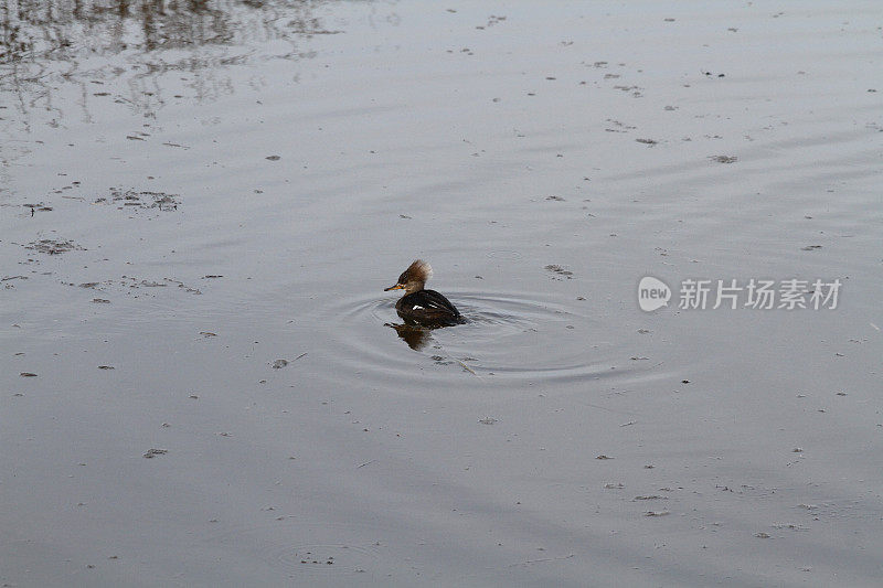一只在池塘里游泳的雌冠秋沙鼠