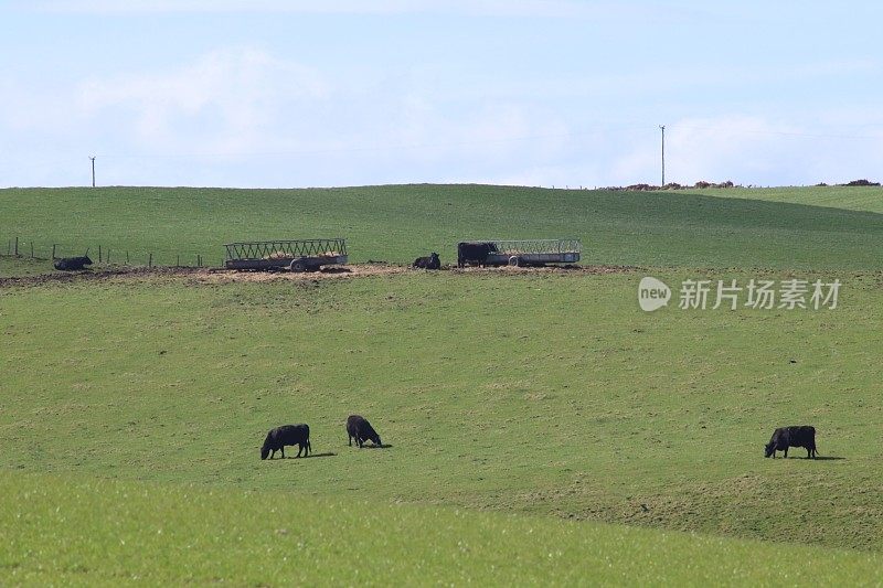 苏格兰乡村田野里的绵羊和羊羔