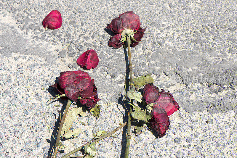破碎的心，路上枯萎的玫瑰