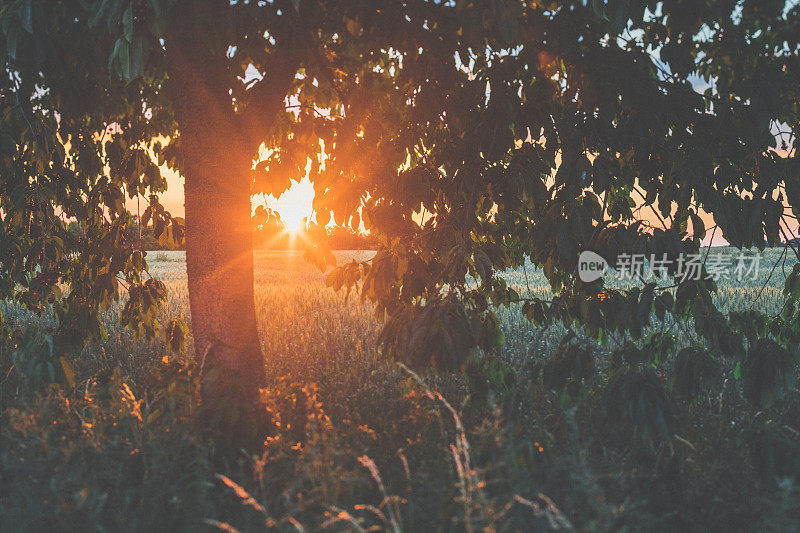 草地上的夕阳穿过樱桃树