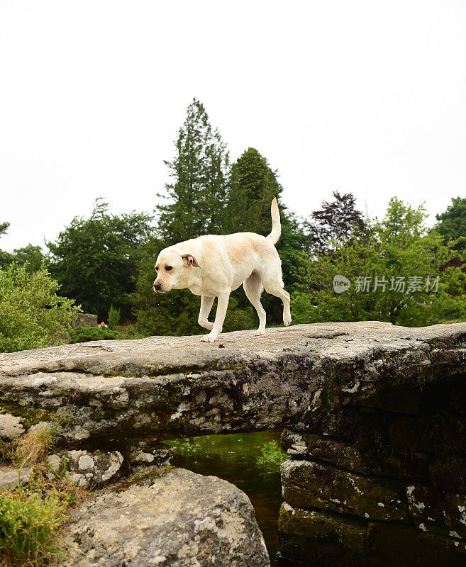 达特穆尔的拉布拉多寻回犬