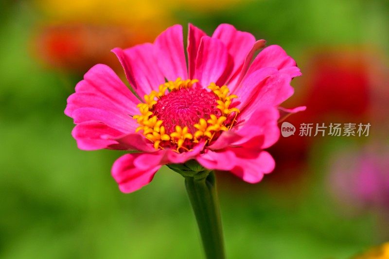 Zinnia花