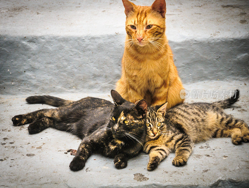 猫的家庭