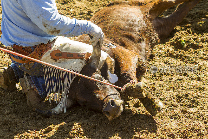 美国犹他州盐湖城圣塔奎因谷的牛、牛、小牛肉、印花、商标