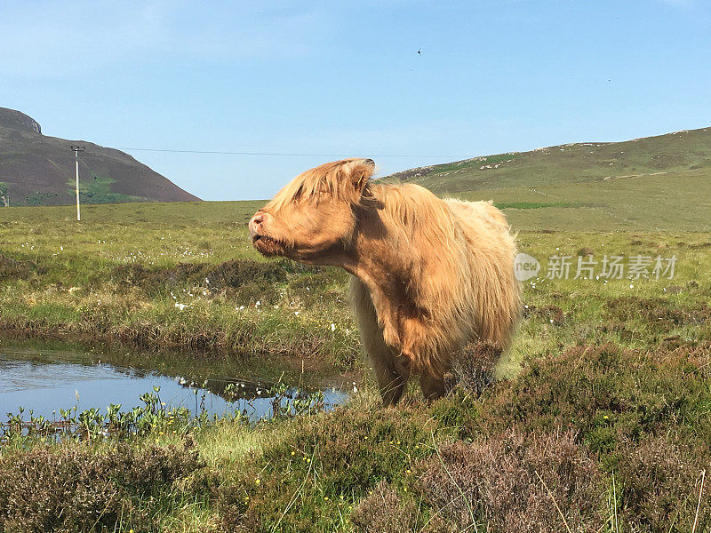 在苏格兰高地漫游的牛
