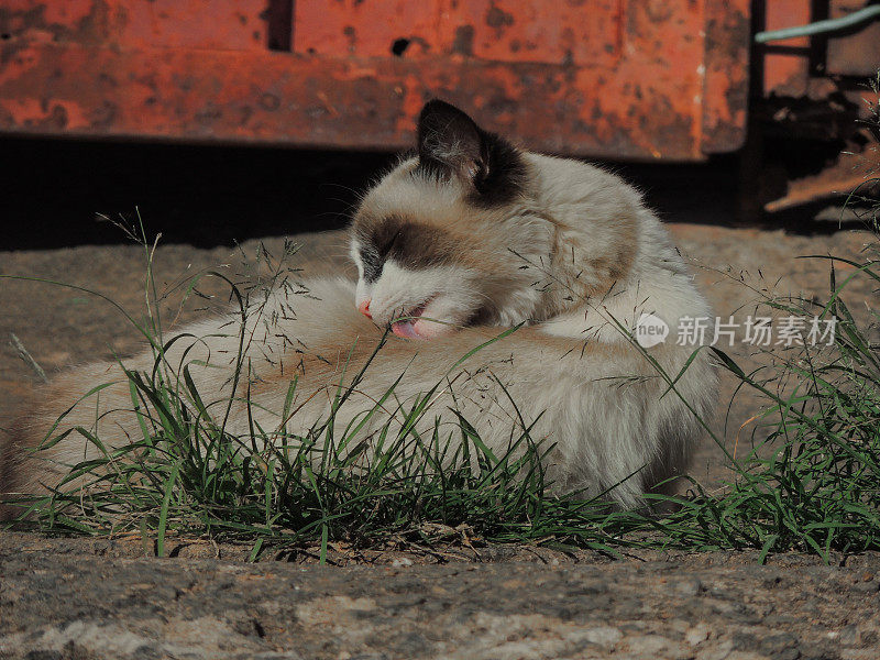 人行道上草地上的猫