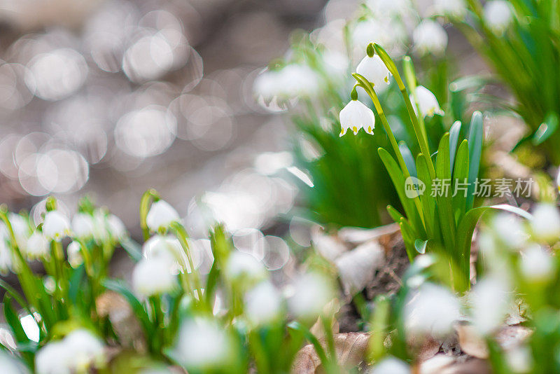 春天的雪花在春天的森林与小溪