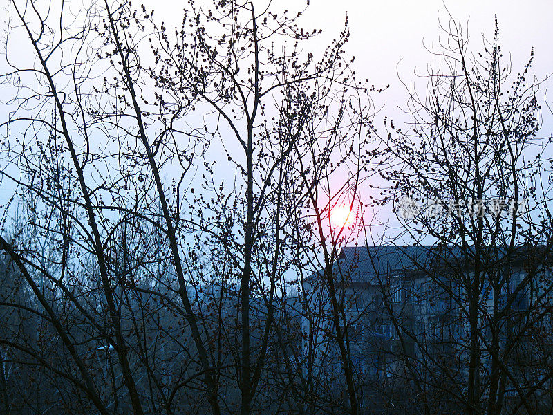从窗外透过树枝看落日的城市景色。基辅市的卧房。
