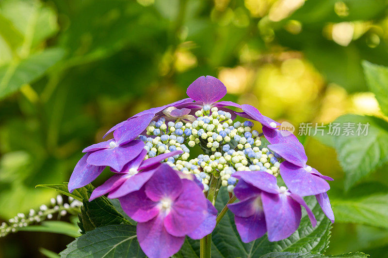 紫绣球花花