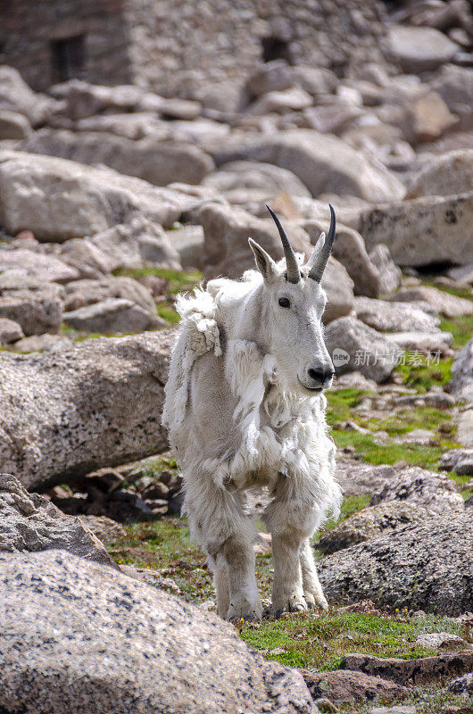 一只公山羊站在科罗拉多州埃文斯山的一块巨石上