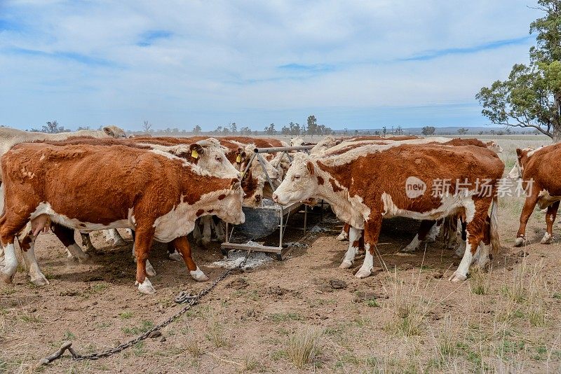 牧草喂养的肉牛，赫里福德小母牛，在干旱期间从槽喂养