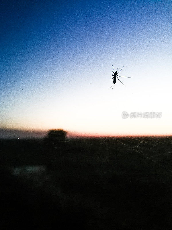 蚊子在窗口
