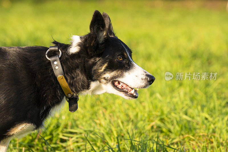 一只训练有素的牧羊犬在驱赶一群羊