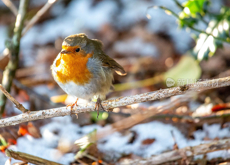 罗宾在雪