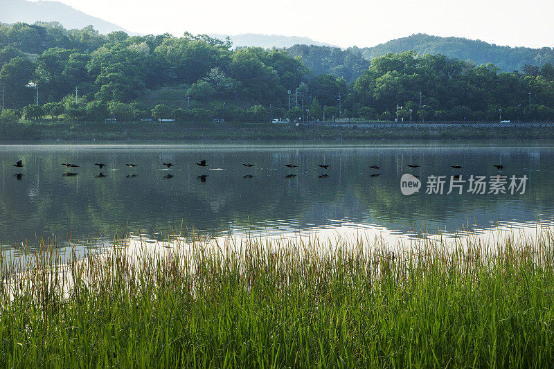 候鸟在水上花园飞翔VDCM100-4