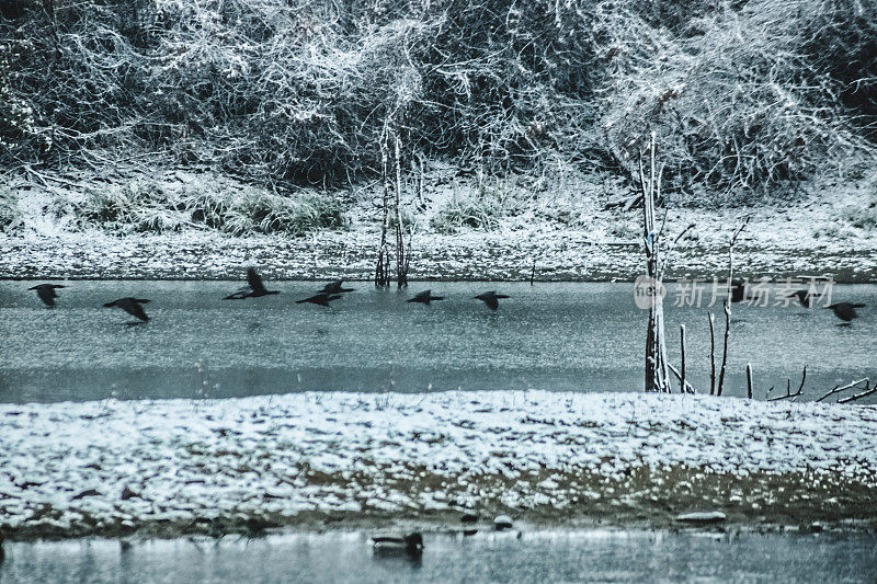 第一场雪，多瑙河冬季景观-鸬鹚群