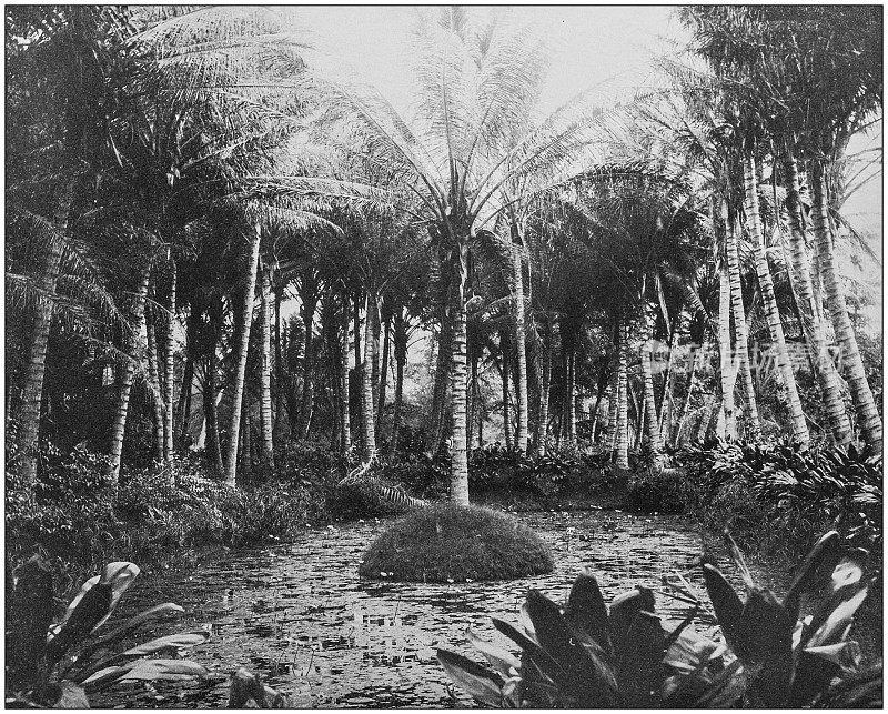 来自美国海军和陆军的古老历史照片:夏威夷丛林