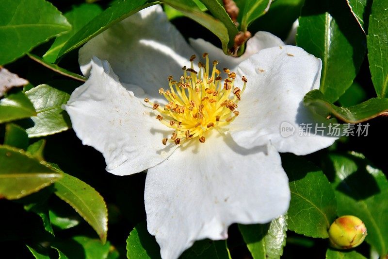 山茶花油茶花