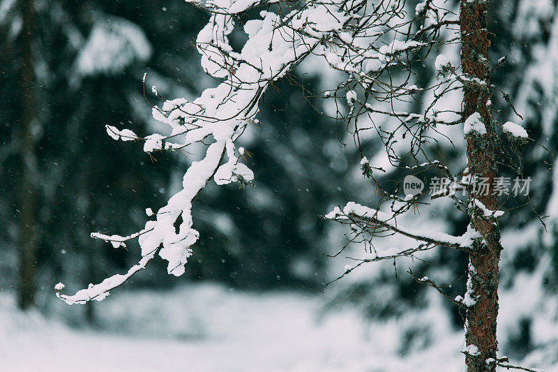 神奇的雪覆盖了树木。美丽的冬天的风景