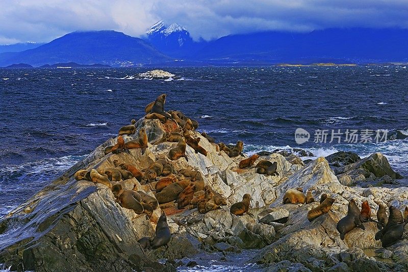 海狮和海豹岩石岛殖民地比格尔海峡-乌斯怀亚-火地岛