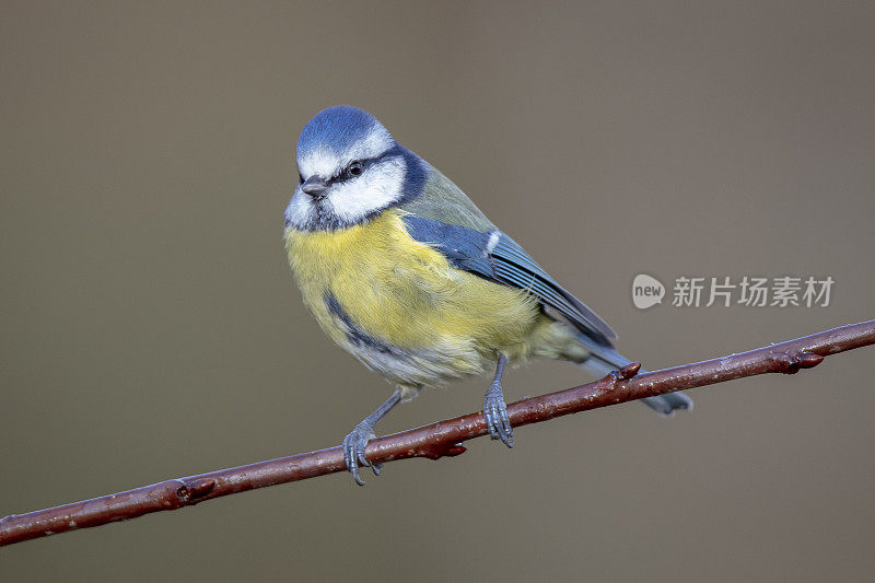 蓝山雀(青翠鸟)