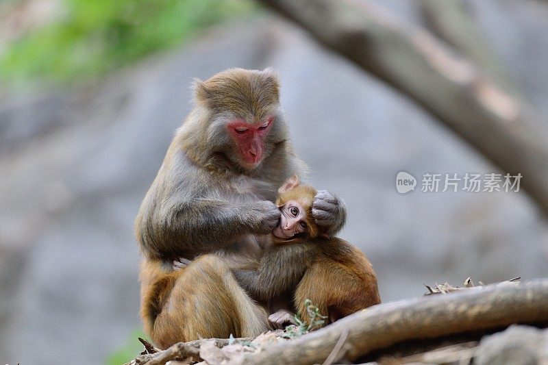 母猴子和它的宝宝