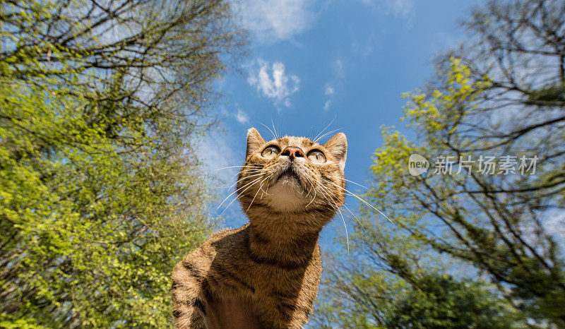 下图是自然界中的条纹猫。