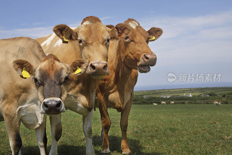 根西岛的奶牛在田间