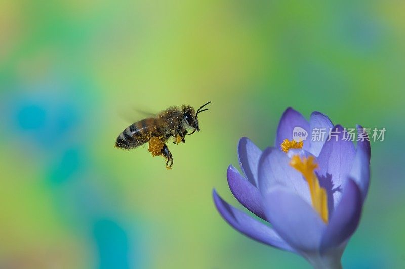 蜜蜂在磨粉