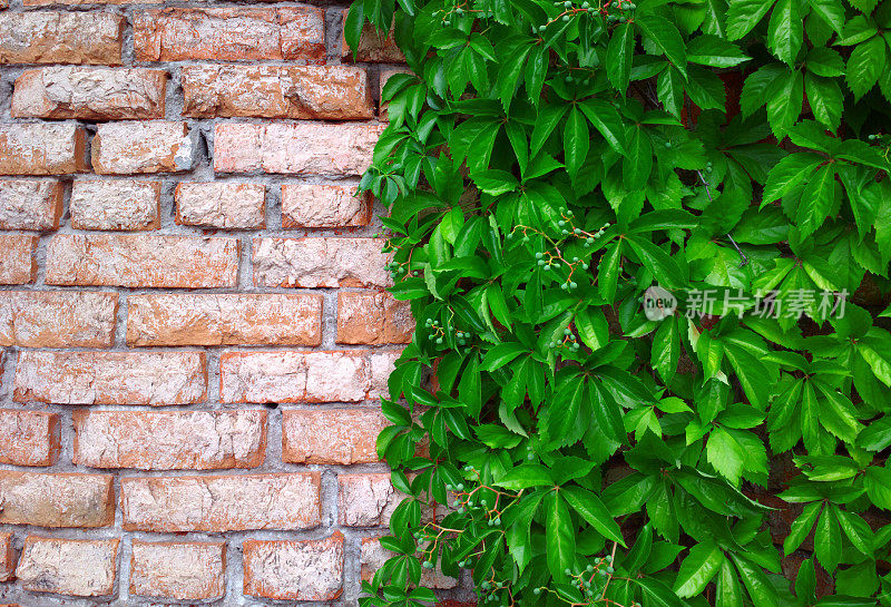 老砖墙上的常春藤被编织起来了。常春藤的叶子和果实在石墙上特写。