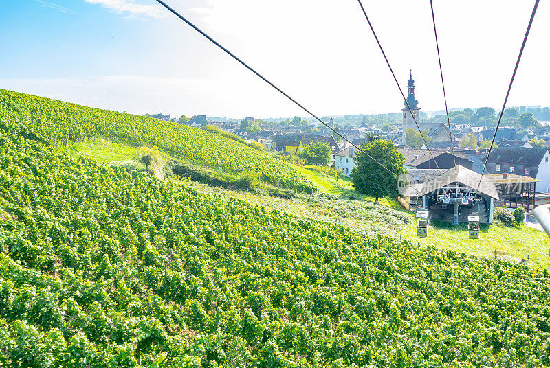 葡萄园在低森林纪念碑纪念碑Rüdesheim，德国