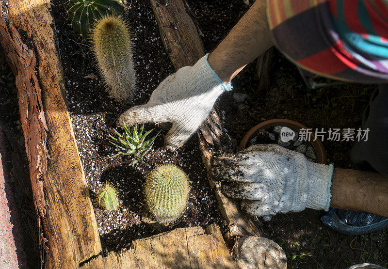 男子种植仙人掌和肉质