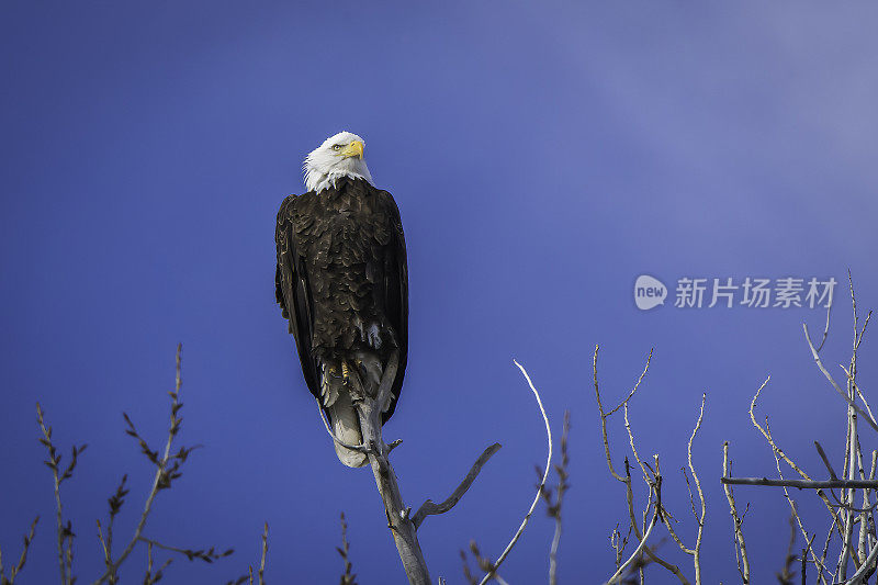 一只秃鹰栖息在树顶上