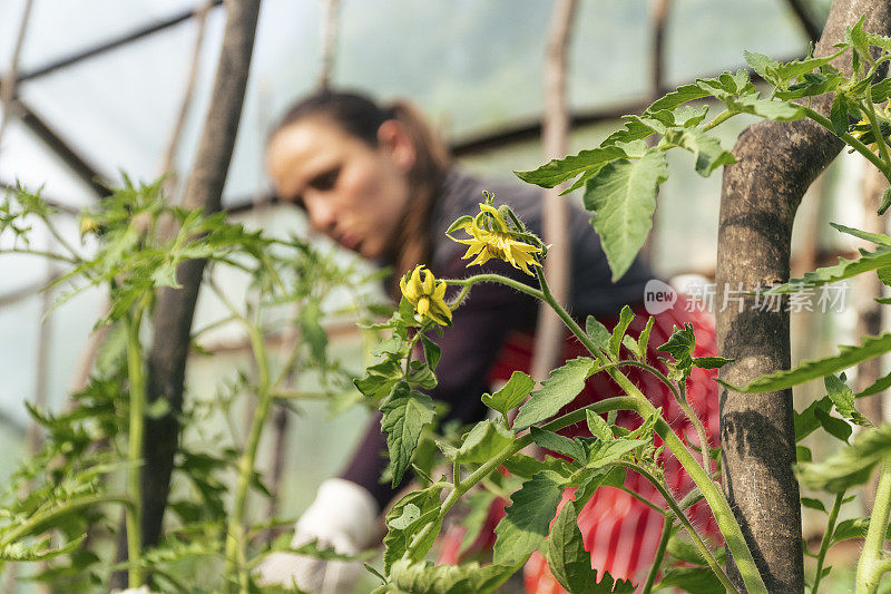 照顾花园中的植物。园艺、农业、春天。耕地，菜园。