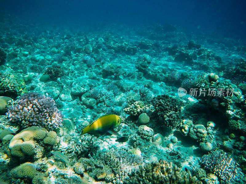 红海中的水下珊瑚礁