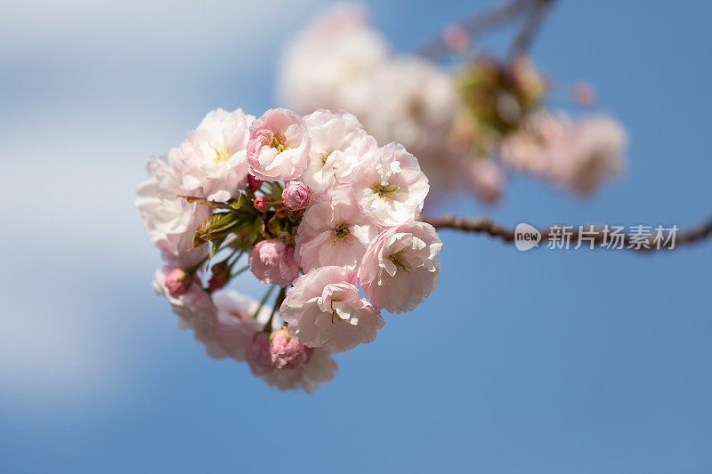 樱花和蓝天