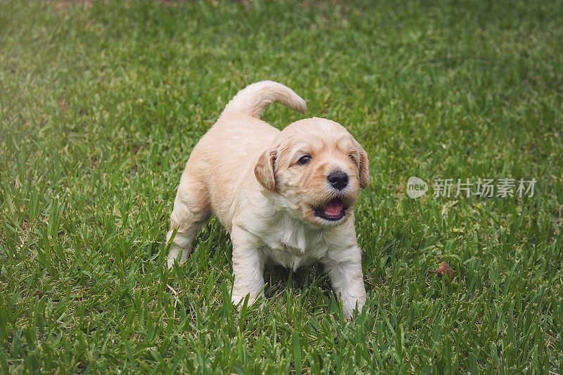 澳大利亚Labradoodle小狗