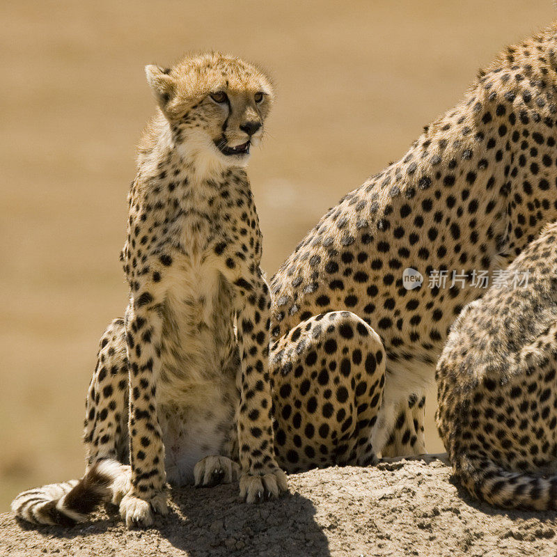 东非肯尼亚马赛马拉的猎豹家族