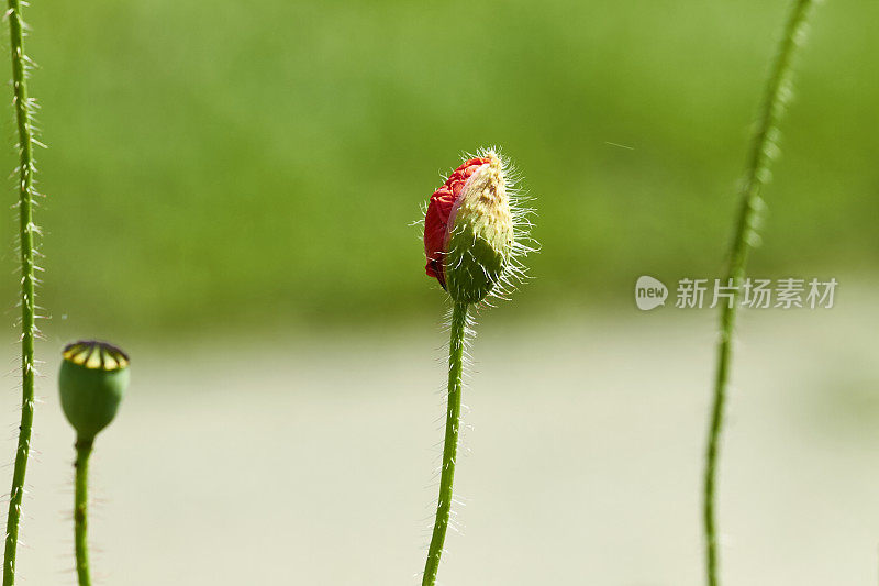 罂粟瓣闭合:花萼的开口