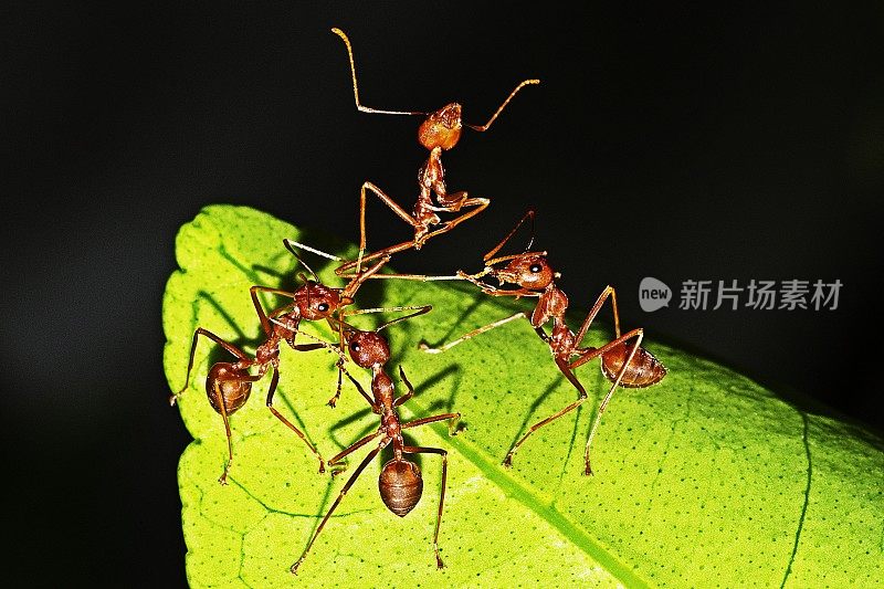蚂蚁帮助搬运另一只蚂蚁作为食物。