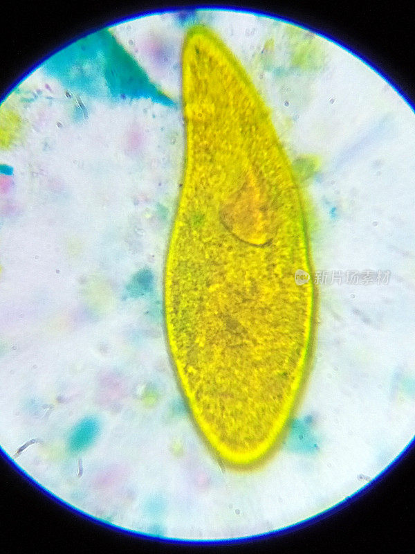 草履虫在显微镜下