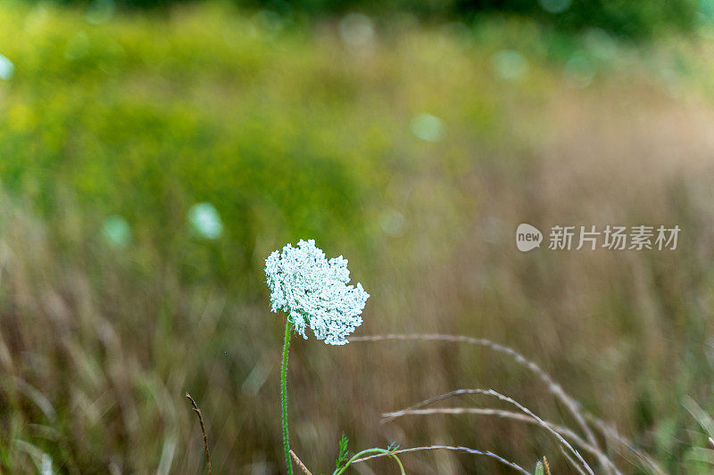 野生牛欧芹