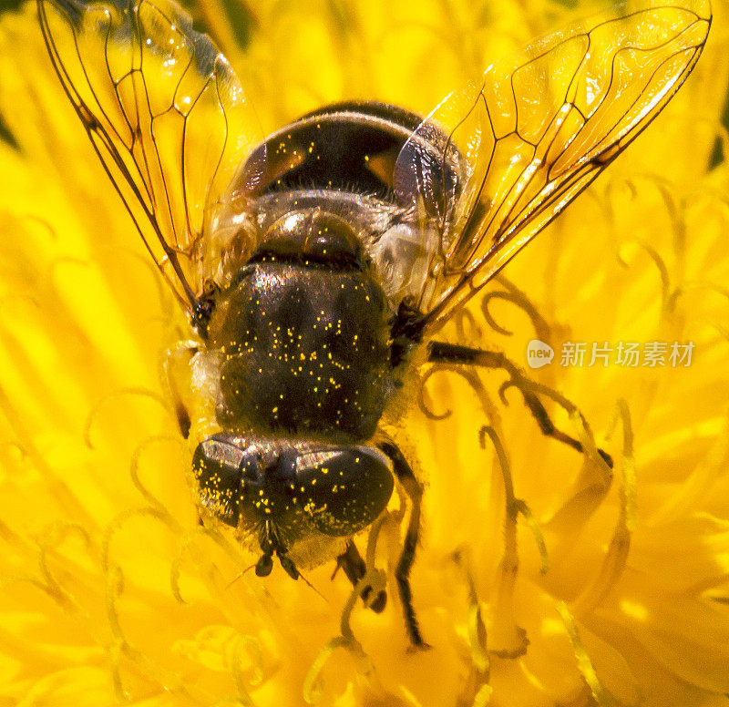 蜜蜂在花上的微距特写。
