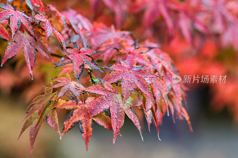 雨滴落在枫叶上