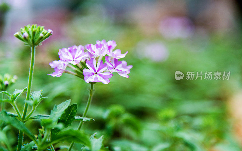 公园里盛开的马鞭草花